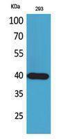 Western blot analysis of 293 cells using Anti-PTGDR2 Antibody