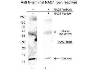 Anti-GDF15 Rabbit polyclonal antibody