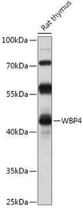 Western blot analysis of extracts of Rat thymus, using Anti-WW domain binding protein 4 Antibody (A306865) at 1:1,000 dilution The secondary antibody was Goat Anti-Rabbit IgG H&L Antibody (HRP) at 1:10,000 dilution Lysates/proteins were present at 25 µg per lane