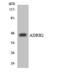 Western blot analysis of the lysates from HUVEC cells using Anti-ADRB2 Antibody