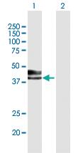 Anti-INHA Mouse Polyclonal Antibody