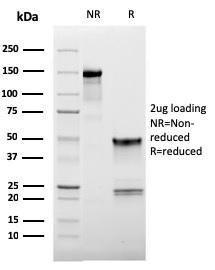 Antibody anti-CD62L LAM1-116 100 µg