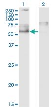 Anti-IKZF5 Mouse Monoclonal Antibody [clone: 1B6]