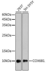 Western blot analysis of extracts of various cell lines, using Anti-COX6B1 Antibody [ARC2568] (A306867) at 1:1,000 dilution