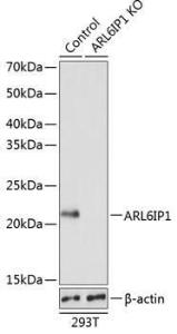 Western blot analysis of extracts from normal (control) and ARL6IP1 knockout (KO) 293T cells, using Anti-ARL6IP1 Antibody (A306868) at 1:5,000 dilution