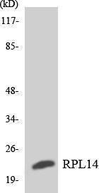 Western blot analysis of the lysates from Jurkat cells using Anti-RPL14 Antibody