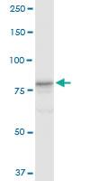 Anti-CUL4A Rabbit Polyclonal Antibody