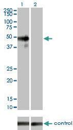 Anti-MAPK9 Mouse Monoclonal Antibody [clone: 1C1-3A8]