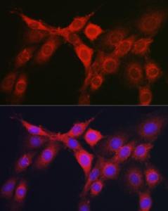 Anti-RhoC Rabbit Polyclonal Antibody