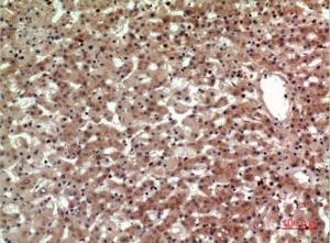 Immunohistochemical analysis of paraffin-embedded human liver using Anti-PTGDR2 Antibody