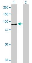 Anti-CUL4A Rabbit Polyclonal Antibody