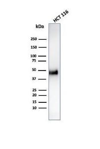 Western blot analysis of HCT116 cell lysate using Anti-Cyclin E Antibody [CCNE1/4935R]