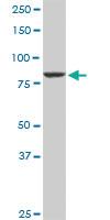 Anti-CUL4A Rabbit Polyclonal Antibody