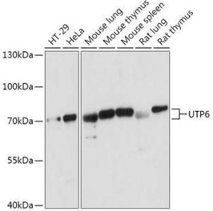 Western blot analysis of extracts of various cell lines, using Anti-UTP6 Antibody (A306870) at 1:1,000 dilution