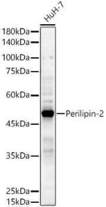 Antibody A308051-100 100 µl