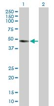 Anti-INHBB Rabbit Polyclonal Antibody