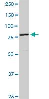 Anti-CUL4A Rabbit Polyclonal Antibody