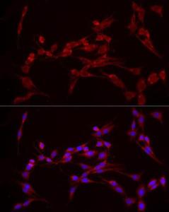 Antibody A308051-100 100 µl