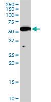 Anti-INHBB Rabbit Polyclonal Antibody