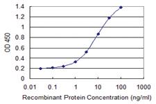 Anti-CUL4A Mouse Monoclonal Antibody [clone: 3H3]