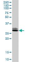 Anti-TTC33 Mouse Polyclonal Antibody