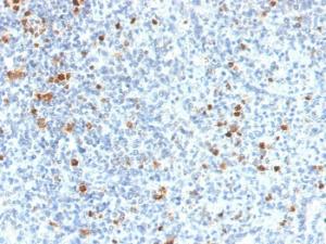 Immunohistochemical analysis of formalin-fixed, paraffin-embedded human spleen tissue using Anti-PU1 Antibody [PU1/2118]