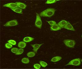 Anti-HSPA5 Mouse Monoclonal Antibody [clone: 13k17]