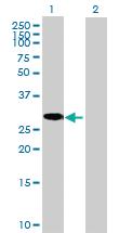 Anti-C8ORF33 Mouse Polyclonal Antibody