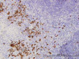 Anti-FGF1 Mouse Monoclonal Antibody [clone: 2E12]