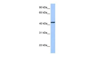 Anti-KLC3 Rabbit Polyclonal Antibody