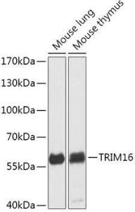 Antibody A306873-100 100 µl