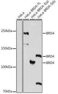 Western blot analysis of extracts of HeLa cells, using Anti-Brd4 Antibody (A308054) at 1:1,000 dilution