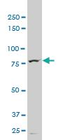 Anti-TTF2 Mouse Monoclonal Antibody [clone: 3D11]