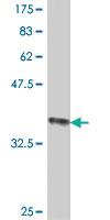 Anti-POLE2 Mouse Polyclonal Antibody