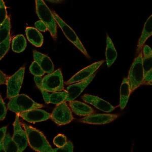 Immunofluorescent analysis of PFA fixed HeLa cells stained with Anti-ZNF622 Antibody [PCRP-ZNF622-1C11] followed by Goat Anti-Mouse IgG (CF and #174; 488) (Green). Counterstain is Phalloidin-CF and #174; 640A (Red)