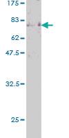 Anti-EBF1 Mouse Monoclonal Antibody [clone: 1G8]