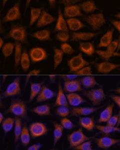 Antibody A306873-100 100 µl