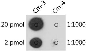 Antibody A309554-100 100 µl