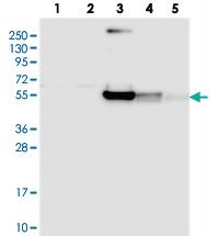 Anti-RINL Rabbit Polyclonal Antibody