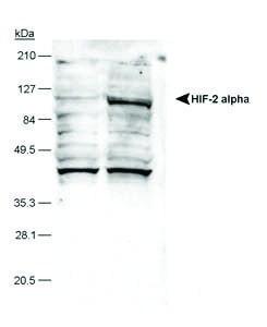 Anti-EPAS1 Mouse monoclonal antibody unconjugated [clone: ep190b]