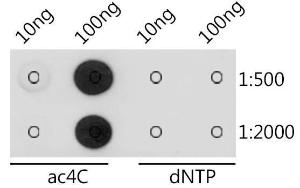 Dot blot analysis of a mixture of peptides using Anti-N4-acetylcytidine/ac4C Antibody (A309555) at a 1:500 and 1:2,000 dilution