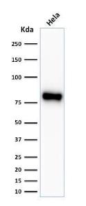 Anti-beta Catenin antibody