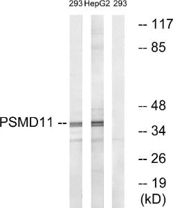 Western blot analysis of lysates from 293 and HepG2 cells using Anti-PSMD11 Antibody. The right hand lane represents a negative control, where the antibody is blocked by the immunising peptide.