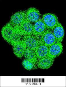 Anti-GAL Rabbit Polyclonal Antibody (FITC (Fluorescein Isothiocyanate))