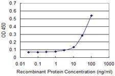 Anti-HBZ Mouse Monoclonal Antibody [clone: 1G10]