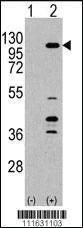 Anti-IKBKE Rabbit Polyclonal Antibody