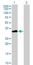 Anti-ZMAT3 Mouse Polyclonal Antibody