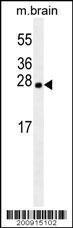 Anti-LXN Mouse Monoclonal Antibody (FITC (Fluorescein Isothiocyanate)) [clone: 199CT6.1.2]