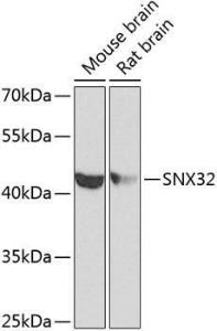 Western blot analysis of extracts of various cell lines, using Anti-FLJ30934 Antibody (A12197) at 1:1,000 dilution