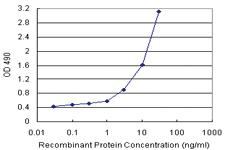 Anti-SPI1 Antibody Pair